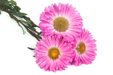 bouquet of pink aster isolated on white background