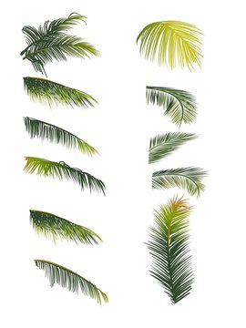 Set of palm leaves