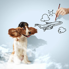Funny spaniel dog