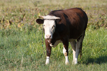 Naklejka na ściany i meble A small brown calf cow tied to pasture