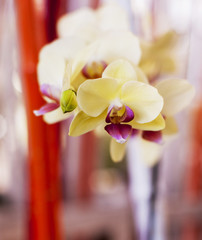 The phalaenopsis orchid blooming .