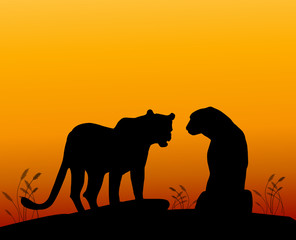 Two leopard and Sunset