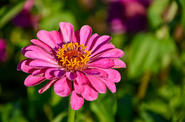 Obraz premium flower