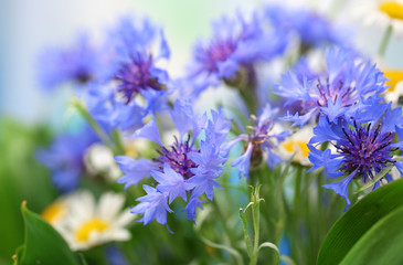 Beautiful cornflowers and chamomiles