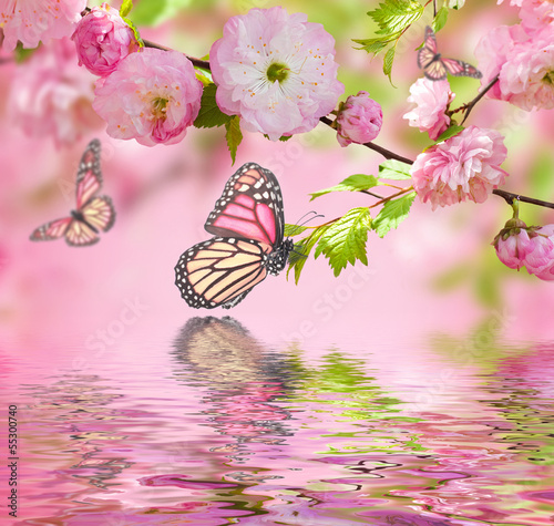 Цветы бабочка розовые скачать
