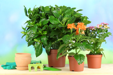 Beautiful flowers in pots on wooden table on natural background