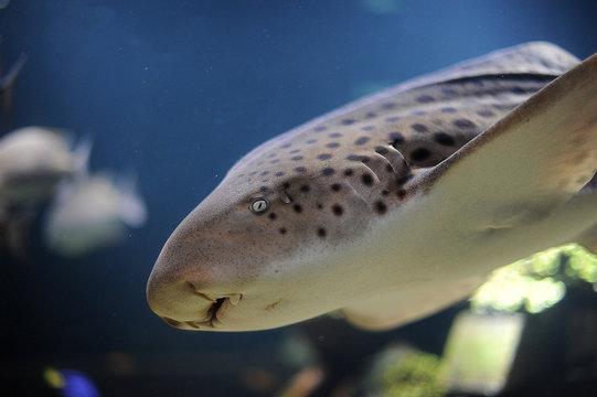 786 Best Zebra Shark Images Stock Photos Vectors Adobe Stock