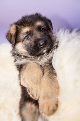 German Shepherd puppy