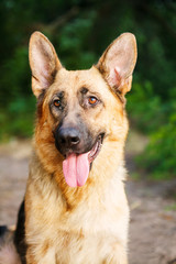 German shepherd