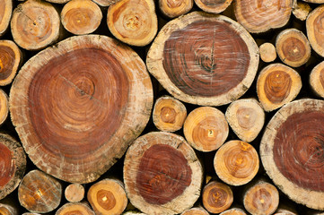 Pile of wood logs