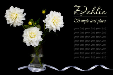 White dahlias in a glass vase on a dark background