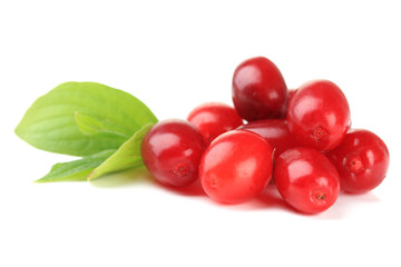 Fresh cornel berries isolated on white