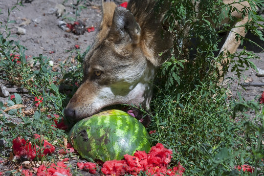 Gray wolf (Canis lupus) eats a watermelon