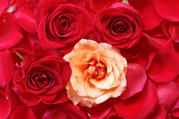 Fototapeta premium Rose in Petals