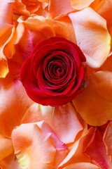 Rose in Petals