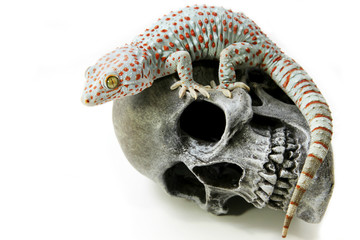 Tokay Gecko on skull