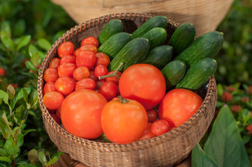 a basket of tomatoes and cucumber