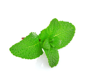 Fresh mint close up on white