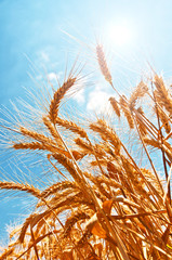 Obraz premium Wheat field