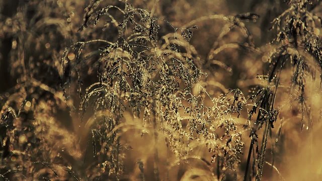 Wild meadow in spring. Full HD footage.