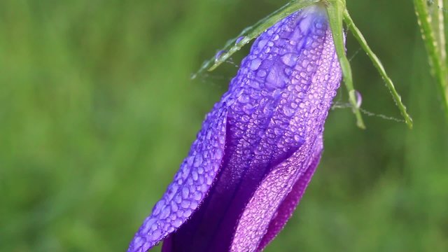 Beautiful flower in morning rain drops.