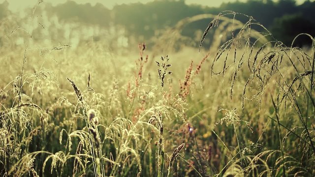 Wild meadow in spring. Full HD footage.