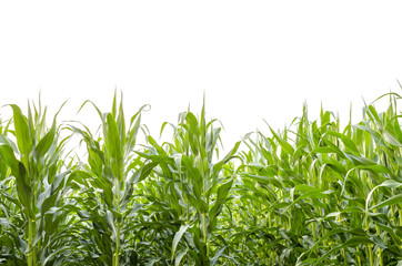 Cornfield © Gajus