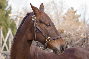 American Saddlebred Horse © wolterke