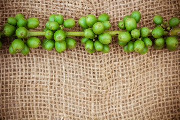 Fresh coffee beans on canvas texture background