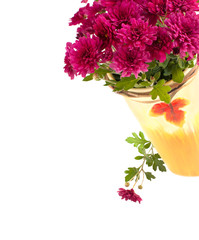 Aster Flowers isolated on white background