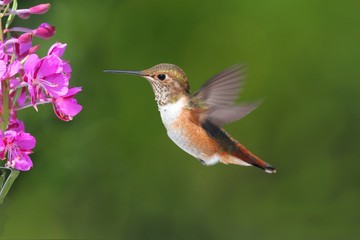 Allens Hummingbird (Selasphorus sasin)
