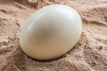 White ostrich egg