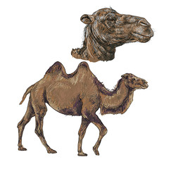The vector of walking camel with the big scale of head