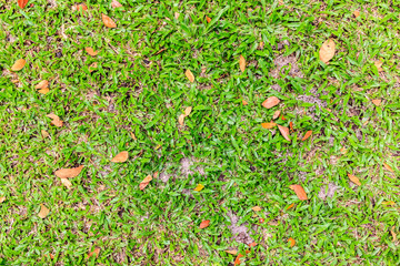 Green grass and dry leaves on ground