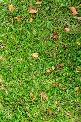 Green grass and dry leaves on ground