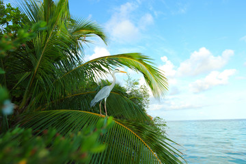 Fototapeta premium tropical island