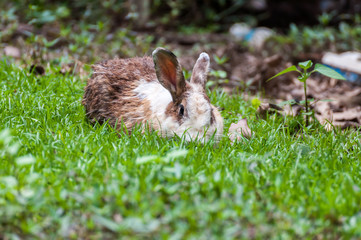 White brown rabbit in grass field