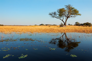 Fototapeta premium African Acacia tree and reflection, Wkando river