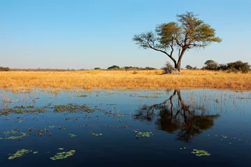 Foto op Canvas Afrikaanse Acaciaboom en bezinning, Wkando-rivier © EcoView