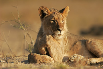 Fototapeta na wymiar Young African lion