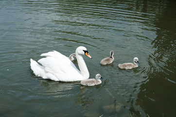 White Swan on the lake with nestlings