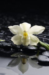 Fototapeta na wymiar orchid with bamboo grove on pebble