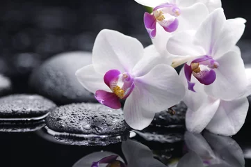 Schilderijen op glas Branch white orchid flower and stone with water drops © Mee Ting