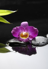 Fototapeta na wymiar red orchid flower and stone with green plant in water drops