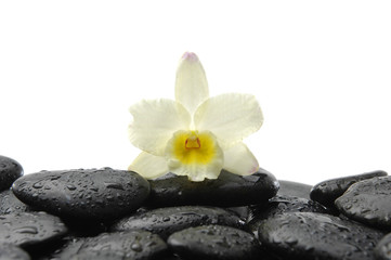 black stones and orchid with reflection