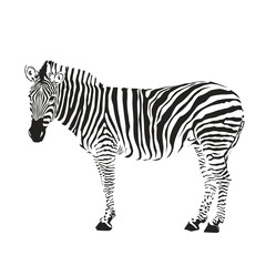Fototapeta na wymiar zebra silhouette