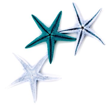 Starfish isolated on white background.