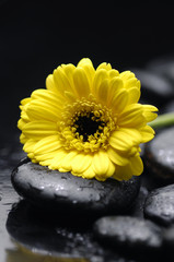 Yellow daisy with pebbles on wet background