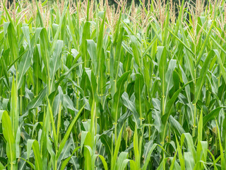 Obraz premium Corn field background