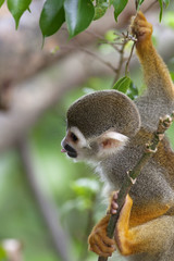 Squirrel Monkey
